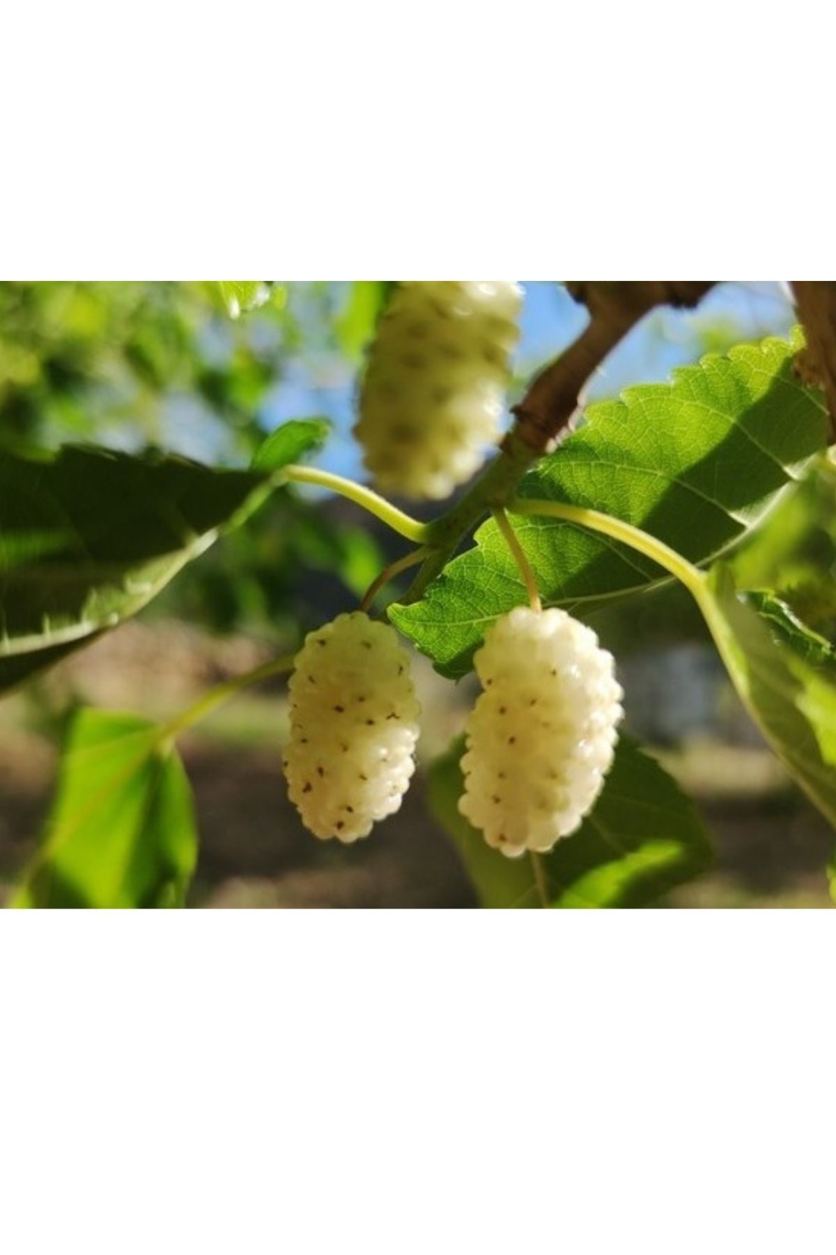 Yeşil Dried White Mulberry 150 g